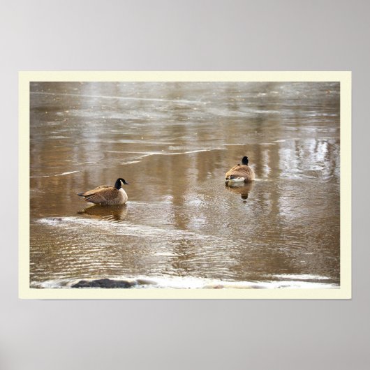 Gänse im Icy Creek Poster (Vorne)