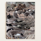 Gänse im Parkplaner Planer (Vorderseite)