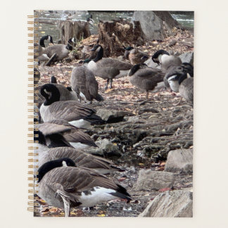 Gänse im Parkplaner Planer