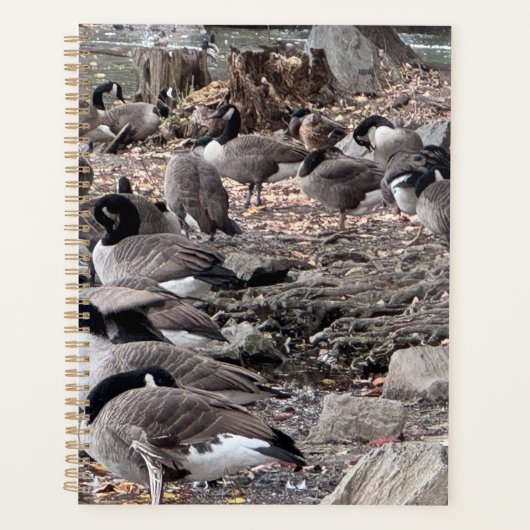 Gänse im Parkplaner Planer (Vorderseite)