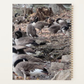 Gänse im Parkplaner Planer (Rückseite)