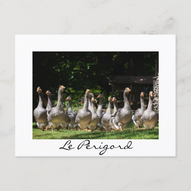 Gänse im Périgord, weiße Textkarte Postkarte (Vorderseite)
