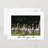 Gänse im Périgord, weiße Textkarte Postkarte (Vorne/Hinten)