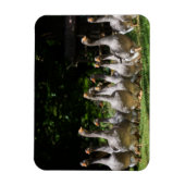 Gänse im rechteckigen Dordogne-Magneten Magnet (Vertikal)