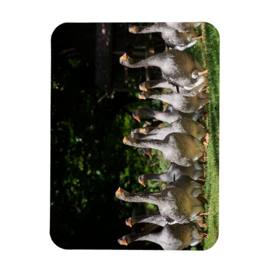 Gänse im rechteckigen Dordogne-Magneten Magnet (Vertikal)