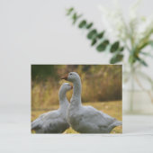 Gänse in Australien Postkarte (Stehend Vorderseite)