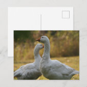Gänse in Australien Postkarte (Vorne/Hinten)