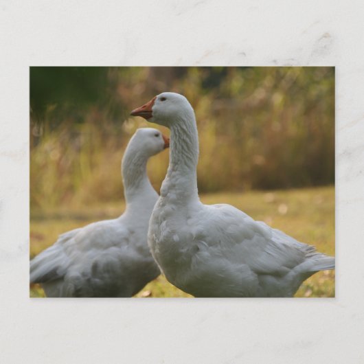 Gänse in Australien Postkarte (Vorderseite)