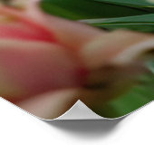 Gänse in blühender Gartentierzucht Poster (Ecke)