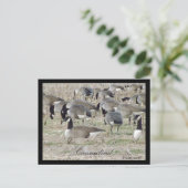 Gänse in der Postkarte Connecticut (Stehend Vorderseite)