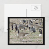 Gänse in der Postkarte Connecticut (Vorne/Hinten)
