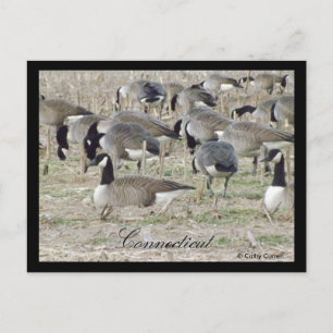Gänse in der Postkarte Connecticut