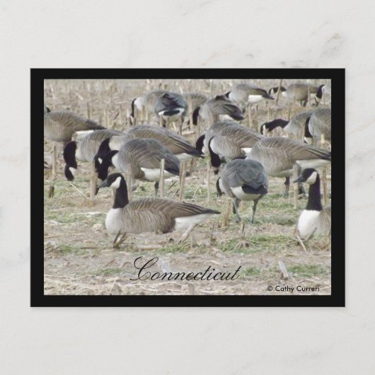Gänse in der Postkarte Connecticut (Vorderseite)