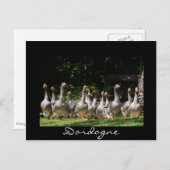 Gänse in der schwarzen Dordogne-Postkarte Postkarte (Vorne/Hinten)