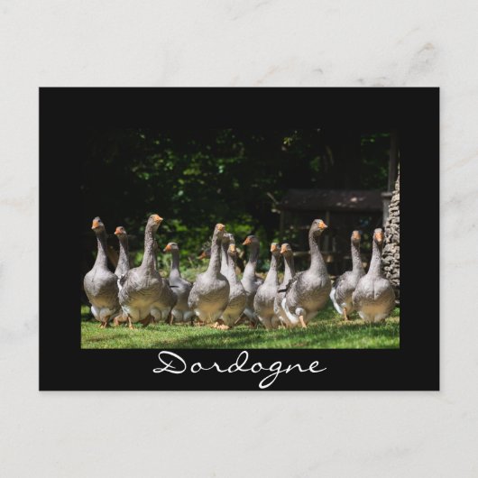 Gänse in der schwarzen Dordogne-Postkarte Postkarte (Vorderseite)