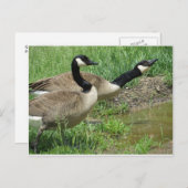 Gänse in Puddle Postkarte (Vorne/Hinten)