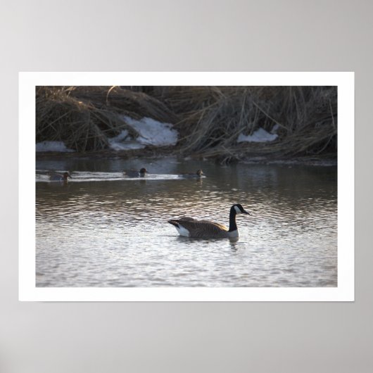 Gänse in Wasserposter Poster (Vorne)