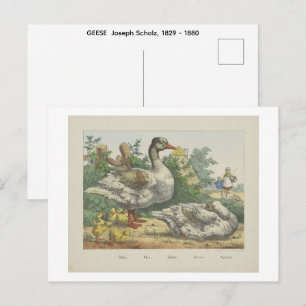 GÄNSE Joseph Scholz, 1829 - 1880 Postkarte