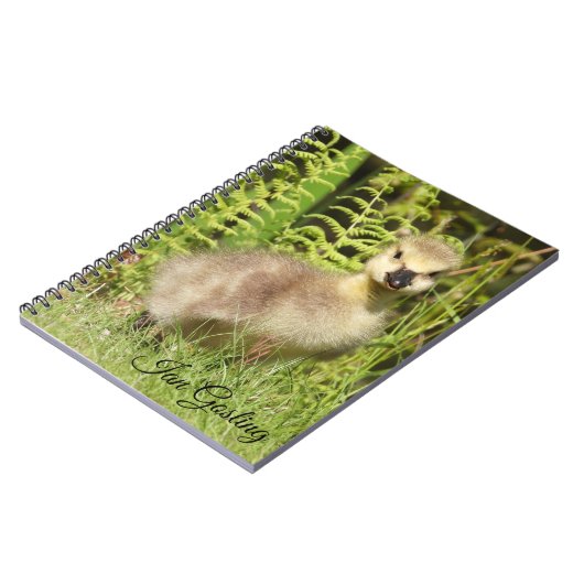 Gänse (Kanadengas) Notizblock (Linke Seite)