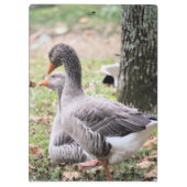 Gänse Klemmbrett (Rückseite)