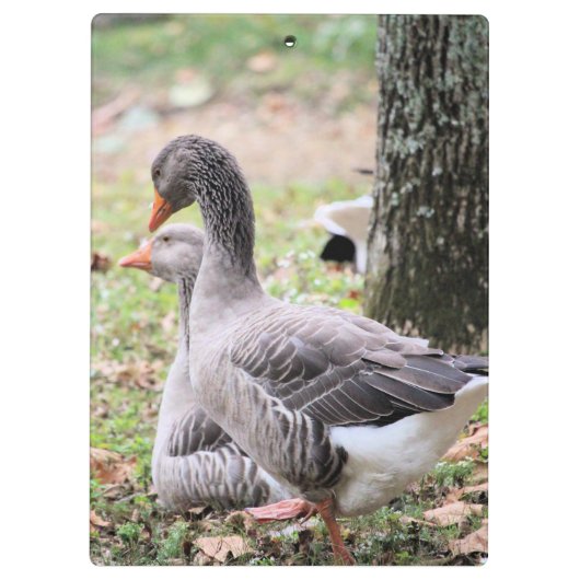 Gänse Klemmbrett (Rückseite)