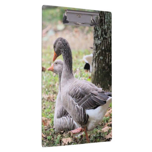 Gänse Klemmbrett (Rechts)