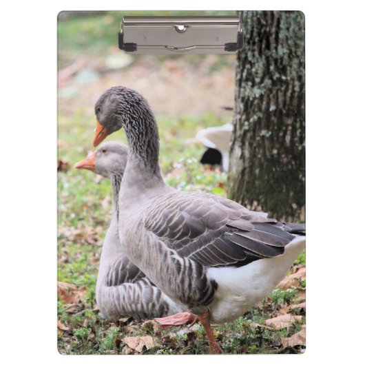 Gänse Klemmbrett (Vorderseite)