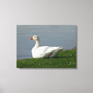 Gänse Leinwanddruck