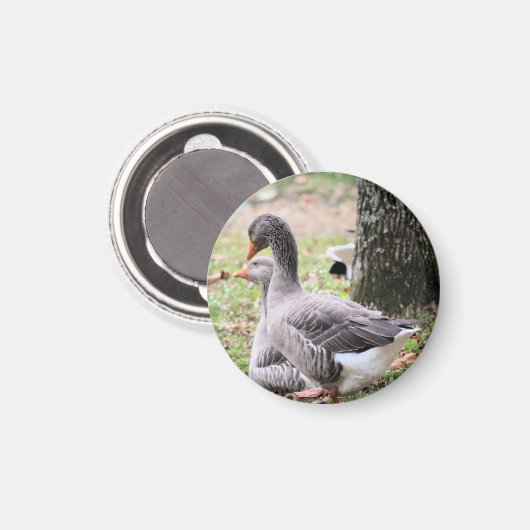 Gänse Magnet (Vorderseite/Rückseite)