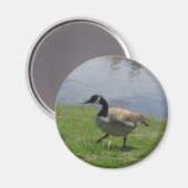 Gänse Magnet (Vorderseite/Rückseite)
