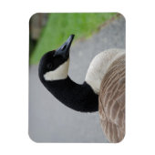 Gänse Magnet (Vertikal)