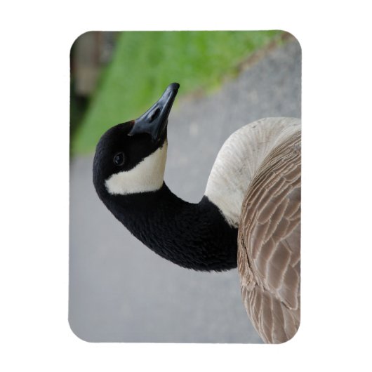 Gänse Magnet (Vertikal)
