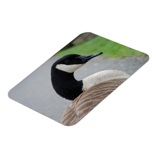 Gänse Magnet (Linke Seite)