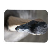 Gänse Magnet (Horizontal)