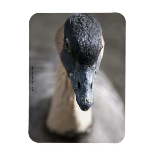 Gänse Magnet (Vertikal)