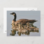 Gänse mit Chicks Postkarte (Vorne/Hinten)