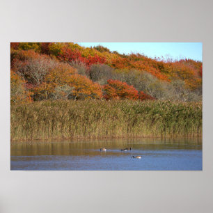 Gänse mit Herbstbäumen Poster