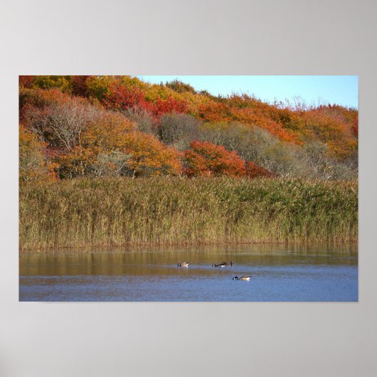 Gänse mit Herbstbäumen Poster (Vorne)