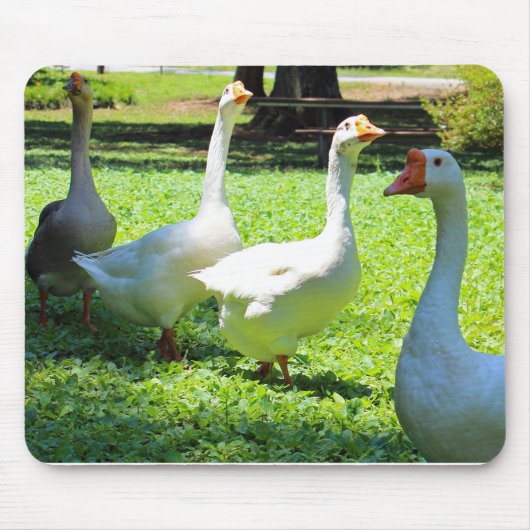 Gänse Mousepad (Vorne)