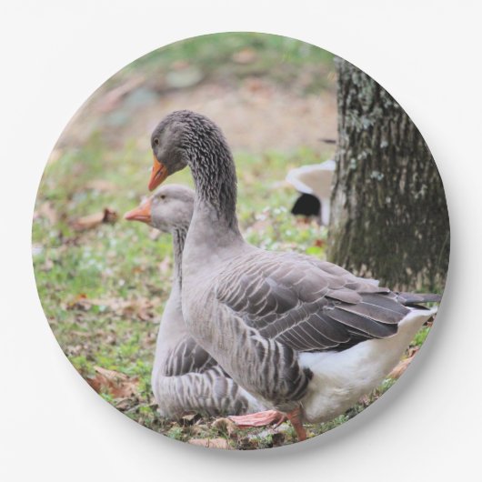 Gänse Pappteller (Vorderseite)