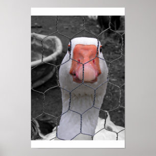 Gänse Poster