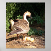 Gänse Poster (Vorne)