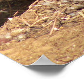 Gänse Poster (Ecke)