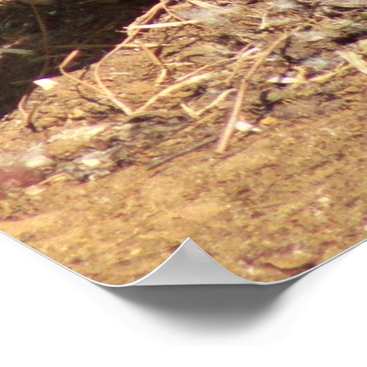 Gänse Poster (Ecke)