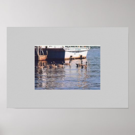 Gänse Poster (Vorne)