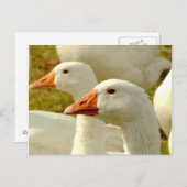 Gänse Postkarte (Vorne/Hinten)