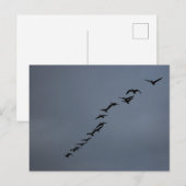 Gänse Postkarte (Vorne/Hinten)