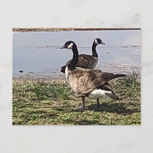 GÄNSE Postkarte