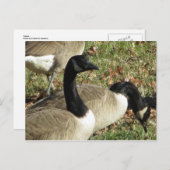 Gänse Postkarte (Vorne/Hinten)