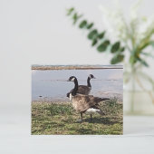 GÄNSE Postkarte (Stehend Vorderseite)